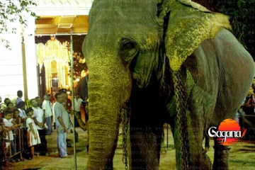 සුළු මොහොතකට පෙර බෙල්ලන්විල සද්දන්තයා මියයයි