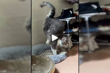 மணியோசை கேட்டதும் விஸ்வரூபம் எடுத்த பூனை! ட்ரெண்டாகும் வீடியோக்காட்சி!