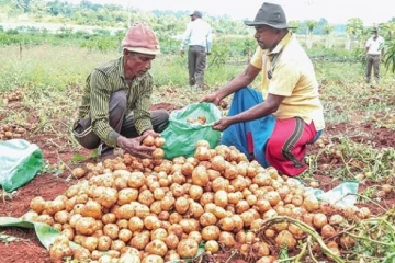 දේශීය අර්තාපල් ගොවීන්ට සුභ ආරංචියක් - අමාත්‍ය මණ්ඩල අනුමැතිය හිමි වෙයි