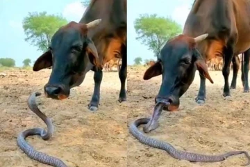 பாம்பிற்கும், பசுவிற்கும் இடையே நடந்தது என்ன? பயமுறுத்தும் பகீர் காட்சி