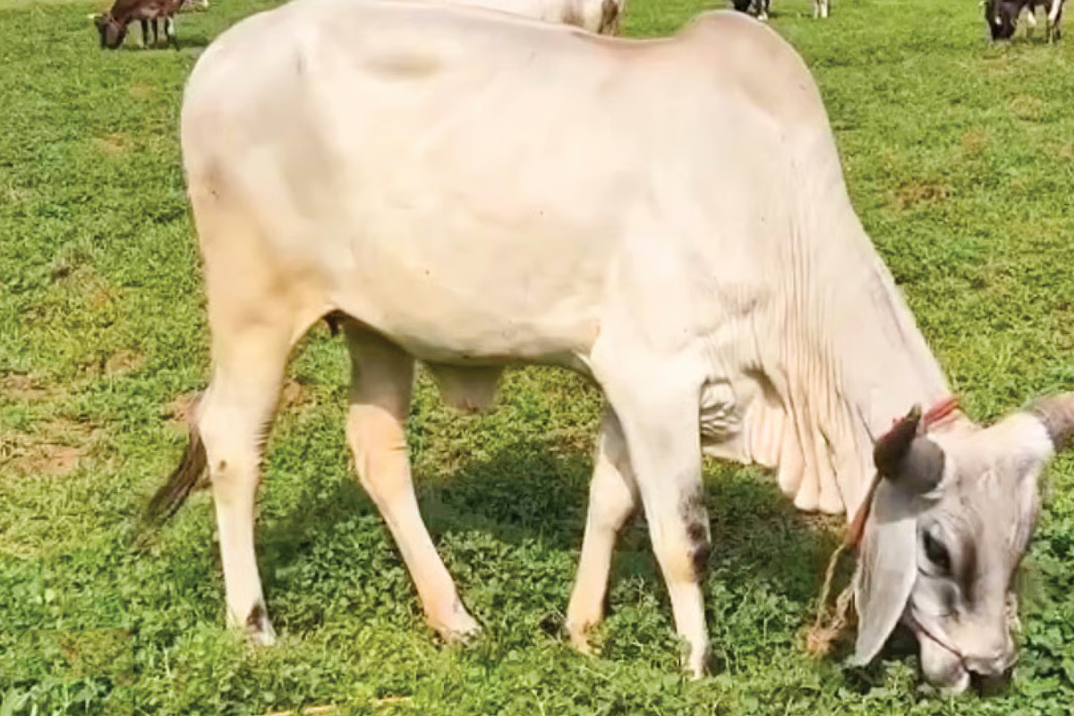 பின்னங்கால்கள் இரண்டையும் வெட்டிக் கடத்த முயற்சி ; ரயில் நிலையத்துக்கு அருகில் மீட்கப்பட்ட மாடு | Both Hind Legs Cut In Kidnap Attempt
