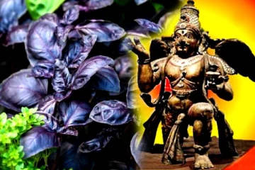 மறந்தும் கூட இந்த செடியை வீட்டு பக்கம் எடுக்காதீங்க..கருடனின் அவதாரமாம்!