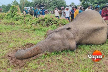විදුලි රැහැනක ගැටී වන අලියෙකු මරුට