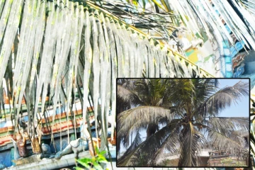 கிளிநொச்சியில் வெண் ஈ நோய்த் தாக்கத்தினால் பாதிப்புறும் விவசாயிகள்