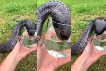 அப்பப்பா என்னா வெயிலு! கண்ணாடி டம்ளரில் தண்ணீர் குடிக்கும் கருநாகப்பாம்பு..!