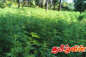 உடவலவ பகுதியில் கண்டுபிடிக்கப்பட்ட கஞ்சா தோட்டம்!