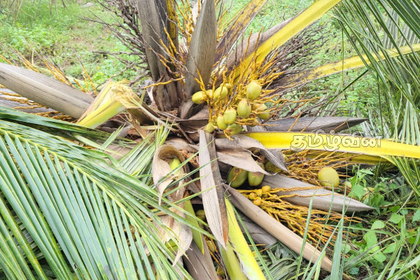 கிளிநொச்சியில் காட்டுயானைகள் அட்டகாசம் | Wild Elephants Are Rampaging In Kilinochchi கிளிநொச்சியில் காட்டுயானைகள் அட்டகாசம் | Wild Elephants Are Rampaging In Kilinochchi