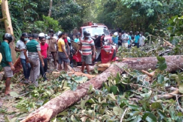 முச்சக்கர வண்டியின் மீது முறிந்து விழுந்த மரக்கிளை:ஒரே குடும்பத்தை சேர்ந்த நால்வர் படுகாயம்