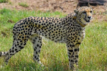 15 மணிநேரமாக வீட்டிற்குள் பதுங்கிய சிறுத்தை! பட்டாசு சத்தத்தால் பயம்..போராடும் வனத்துறையினர்