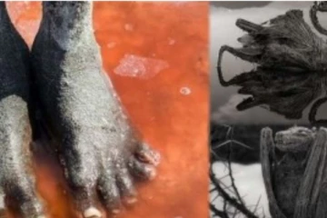 கால் வைத்தால் சிலையாக மாற்றும் மர்ம ஏரி... சிலையான பறவைகளை நீங்களே பாருங்க! எதனால் இப்படியொரு மாற்றம்?