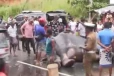 පෙරහැරට රැගෙන යමින් සිටි වනඅලියා ටිපර් රථයක ගැටෙයි - මීටර් 50ක් ඇදී ගොස් අලියාට බරපතළ තුවාල