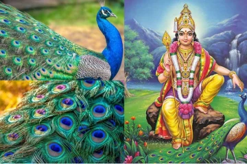 மயிலிறகை வீட்டில் வைத்திருக்கிறீர்களா??அப்போ இதை கவனிக்க தவறாதீர்கள்