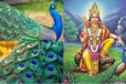 மயிலிறகை வீட்டில் வைத்திருக்கிறீர்களா??அப்போ இதை கவனிக்க தவறாதீர்கள்
