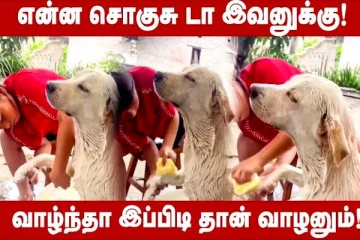 சத்தமில்லாமல் குளிக்கும் நாய்.. சொரிதலில் அப்படி என்ன ஒரு ஆனந்தம்! வைரலாகும் காணொளி