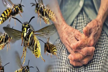 யாழில் குளவிக் கொட்டுக்கு இலக்காகி வயோதிபப் பெண் உயிரிழப்பு