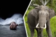 அநுராதபுரத்தில் வாழ்வாதாரத்திற்காக பயிர்ச்செய்கையில் ஈடுபட்டிருந்த இருவருக்கு நேர்ந்த பரிதாபம்