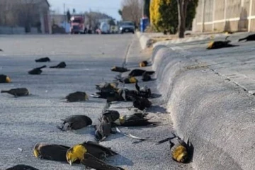 கனடாவில் இருந்து வந்த பறவைகள்  ;  சாலைகளில் கூட்டம் கூட்டமாக  உயிரிழப்பு