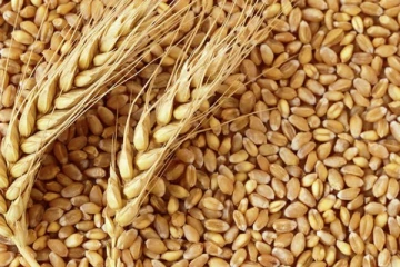கோதுமை ஏற்றுமதிக்கு தடைவிதித்த இந்தியா!