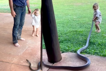 ஆறடி நீள பாம்பை பொம்மை போல் பிடித்து இழுக்கும் குழந்தை! கற்றுக்கொடுத்து வீடியோ எடுத்த தந்தை