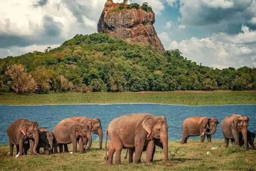 இலங்கையில் மேற்கொள்ளப்படவுள்ள யானைகள் கணக்கெடுப்பு