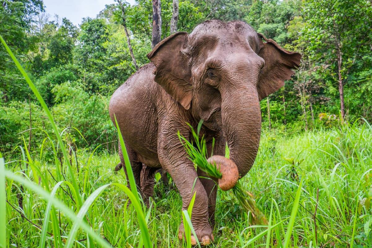 மாத்தளையில் காட்டு யானை தாக்தி பெண் ஒருவர் மரணம் | Wild Elephant Attack A Lady Death மாத்தளையில் காட்டு யானை தாக்தி பெண் ஒருவர் மரணம் | Wild Elephant Attack A Lady Death