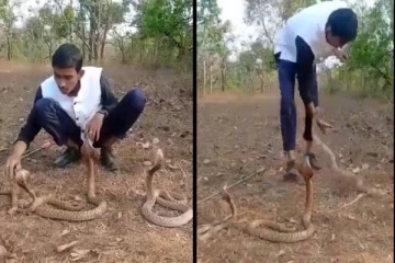 வாவா சுரேஷை போன்று இளைஞரை தாக்கிய பாம்பு - பதற வைக்கும் அதிர்ச்சி காட்சி