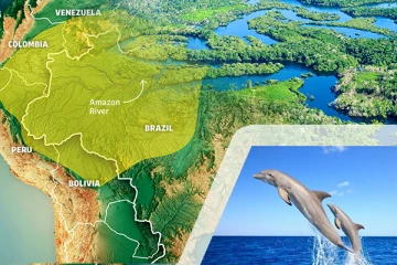 திடீரென உயிரிழந்த 100 டொல்பின்கள்: அதிர்ச்சியில் பிரேசில்