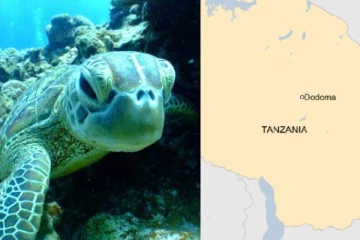 கடல் ஆமை கறி சாப்பிட்ட குழந்தைகளுக்கு நேர்ந்த சோகம் - 8 பேர் உயிரிழப்பு