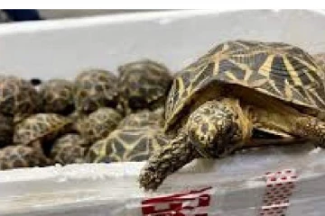 சென்னை கடத்திவரப்பட்ட 2,600 நட்சத்திர ஆமைகள் - சிக்கியது எப்படி?