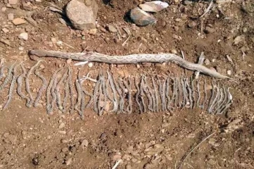 விஷப்பாம்பு வயிற்றில் அடித்து கொன்ற கிராம மக்கள்! இறப்பதற்கு முன் 50 குட்டிகளை ஈன்ற பாம்பு