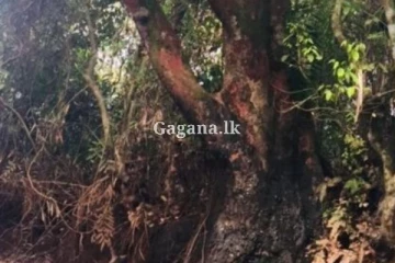 වළ දැම්ම පඬු කරඳ ගස අසලට වහාම විශේෂ පොලිස් ආරක්ෂාවක්.