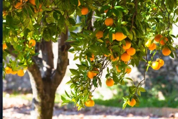 வடக்கு, கிழக்கு உட்பட 86 கிராமங்களில் முன்னெடுக்கப்படவுள்ள திட்டம் : விவசாய அமைச்சு நடவடிக்கை