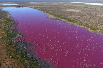 திடீரென இளஞ்சிவப்பு நிறத்தில் மாறிய ஏரிகள்;  ஆய்வாளர்கள் குழப்பம்