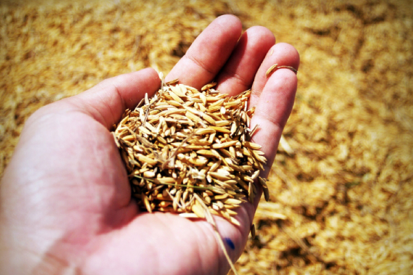 விவசாயிகளுக்கு வெளியான நற்செய்தி: அரசாங்கம் எடுத்துள்ள முடிவு | Insurance Scheme For Paddy Farmers விவசாயிகளுக்கு வெளியான நற்செய்தி: அரசாங்கம் எடுத்துள்ள முடிவு | Insurance Scheme For Paddy Farmers