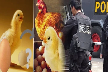 இந்தோனேசியாவில் கோழியா? முட்டையா? விவாதத்தில் நண்பனை குத்தி கொன்ற நபர் கைது