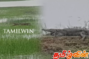 மட்டக்களப்பில் அதிகரிக்கும் முதலைகளின் நடமாட்டம்