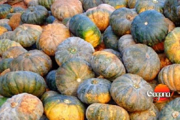 කිළිනොච්චියේ වට්ටක්කා ගොවීන්ට වෙලා තියන දේ