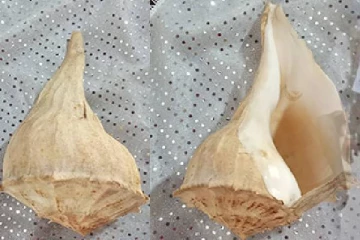 மட்டக்களப்பில் வலம்புரி சங்குடன் ஒருவர் கைது