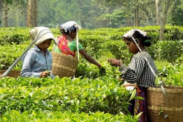 அரசாங்கத்திற்கு சொந்தமாகும் தோட்டக் காணிகள்!