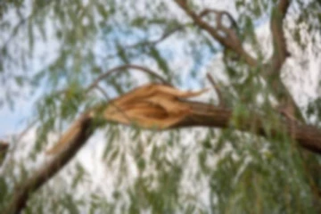 முறையற்ற முறையில் வெட்டப்பட்ட மரத்தின் கிளை விழுந்து ஆசிரியர் உயிரிழப்பு