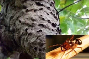 இலங்கையில் அதிக விஷத்தன்மை கொண்ட எறும்புகள்