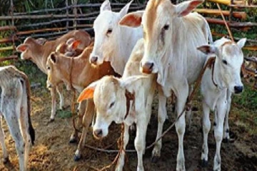 ஓமந்தையில் மின்னல் தாக்கி 11 மாடுகள் பலி (PHOTOS)