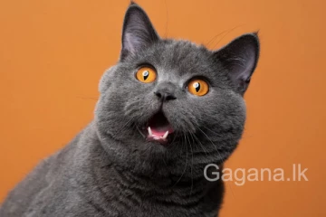 බළල් බෙටිවලින් මිනිසුන් වෙනුවෙන් හදන්න යන අලුත්ම බෙහෙත ගැන ආරංචිද?