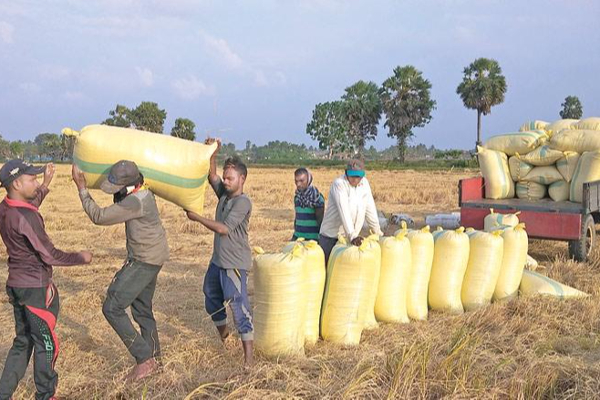 விவசாயிகளுக்கு மகிழ்ச்சியான தகவலை வெளியிட்ட சிறிலங்கா அரசாங்கம்! - ஐபிசி தமிழ்