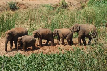 யானைகளுடன் மல்லுக்கட்டிய சிறுவர்கள்! வெளியான காணொளி