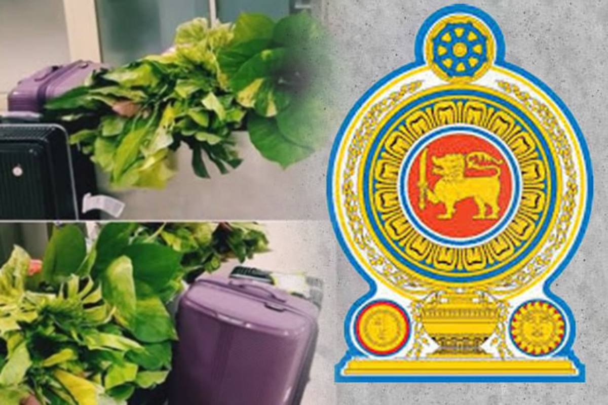 தாய்லாந்திலிருந்து கடத்தி வரப்பட்ட மலர்ச் செடிகளுடன் கட்டுநாயக்கவில் சிக்கிய பெண்! | Sl Woman Arrested At Bia With Flowers Smuggled
