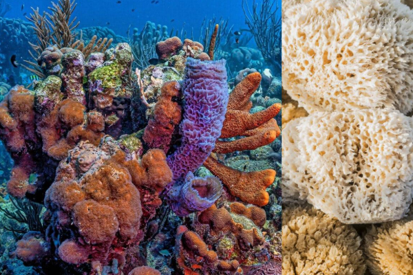 planet s first animal found by scientists