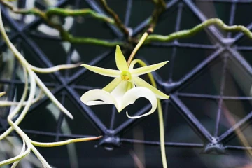 அழிந்துவிட்டதாக அறிவிக்கப்பட்ட அரிய பூ., 15 ஆண்டுகள் கழித்து பிரித்தானியாவில் கண்டுபிடிப்பு