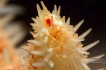 இதயமே இல்லாமல் உயிர் வாழும் உயிரினம்.., எது தெரியுமா?