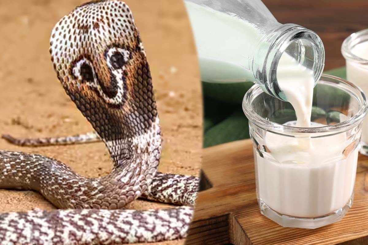 பாம்புகள் உண்மையில் பால் குடிக்குமா? புற்றில் பால் ஊற்ற காரணம்... | Milk To Snakes Behind Science Reason